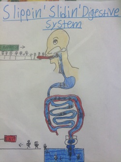 esophagus body system